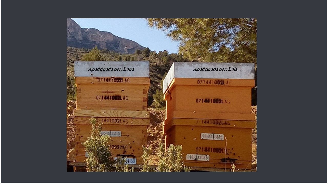 APADRINAR COLMENA EN FINCA CASA MONTAÑA