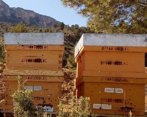 Apadrina una colmena del Maestrazgo