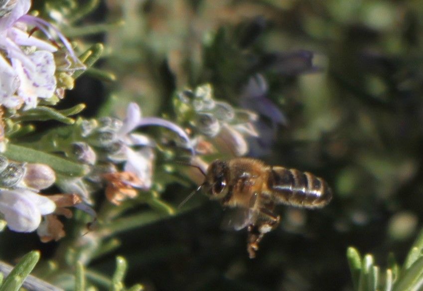 ABEJA 4