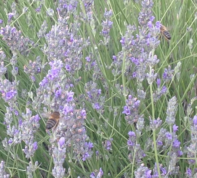 Propiedades naturales mieles artesanas