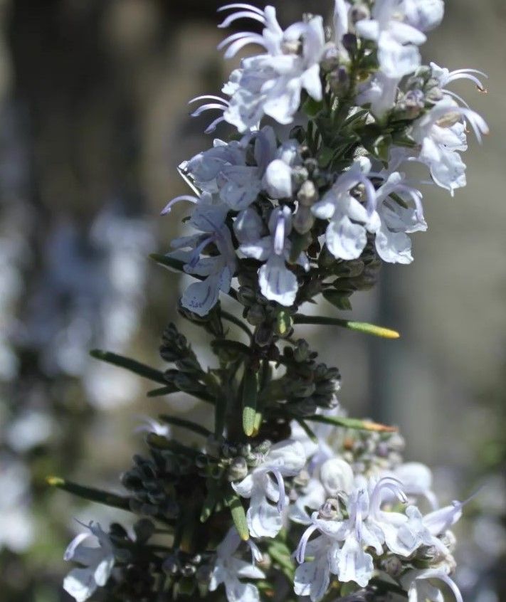 Flor de Romero NOVEDAD 2022