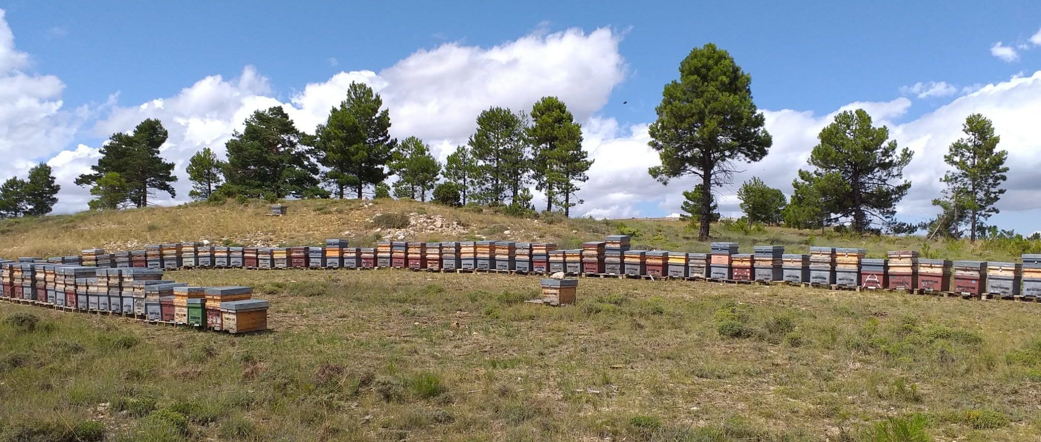 recolectando miel de espliegoIMG-20220127-WA0009 apiario rodeado de espliego