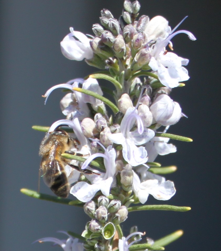 abeja recolectando miel artesana de la flor de romero