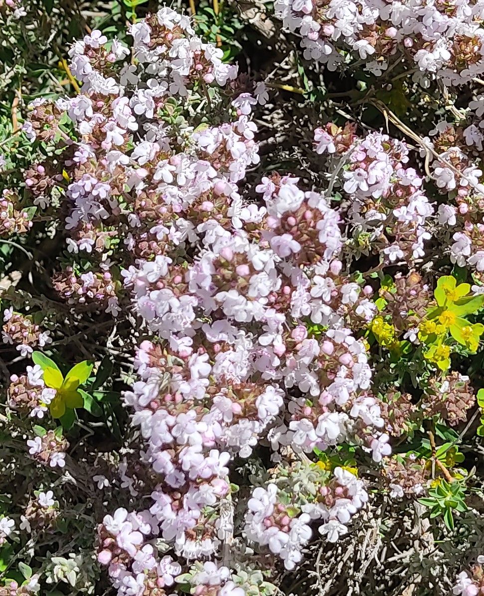flor de tomillo alta montaña