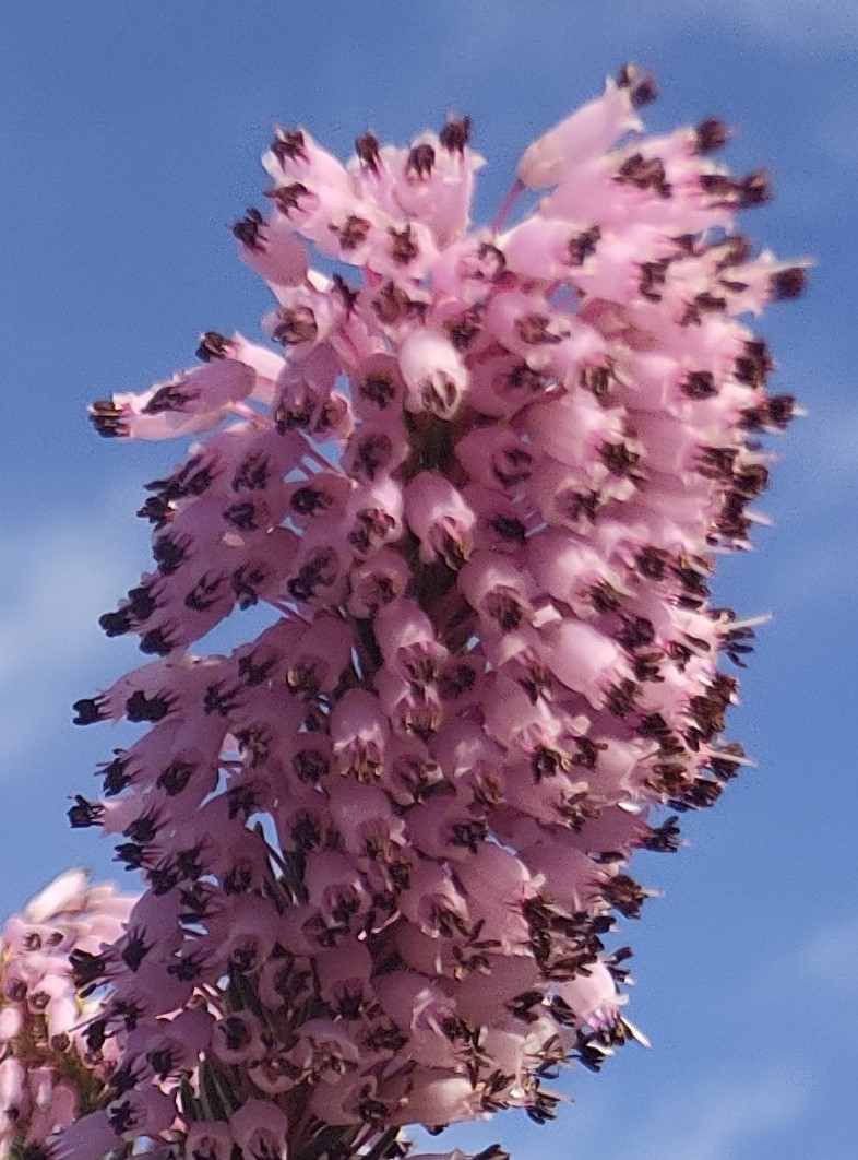 planta flores brezo 1