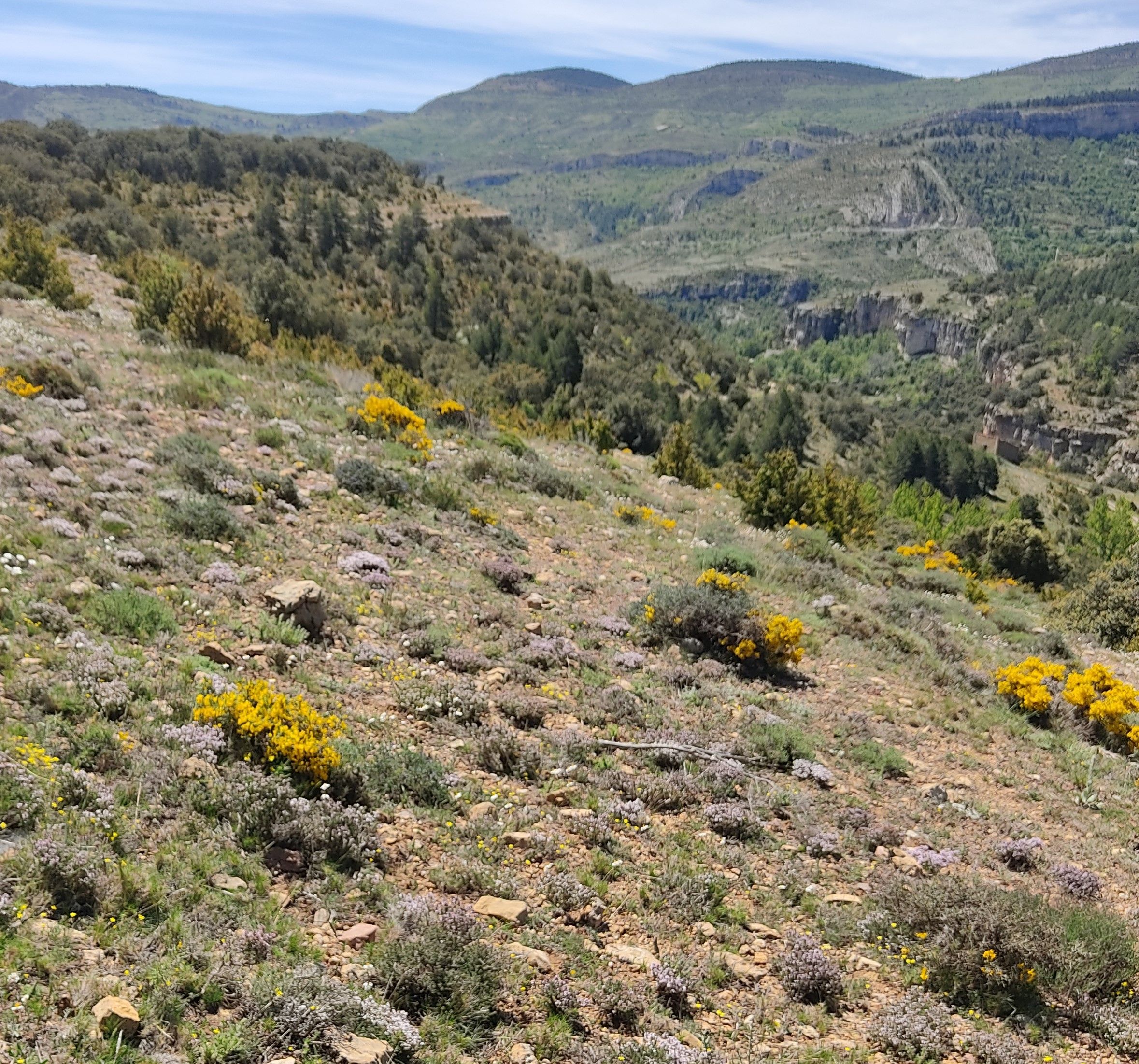 plantas de tomillo en flor