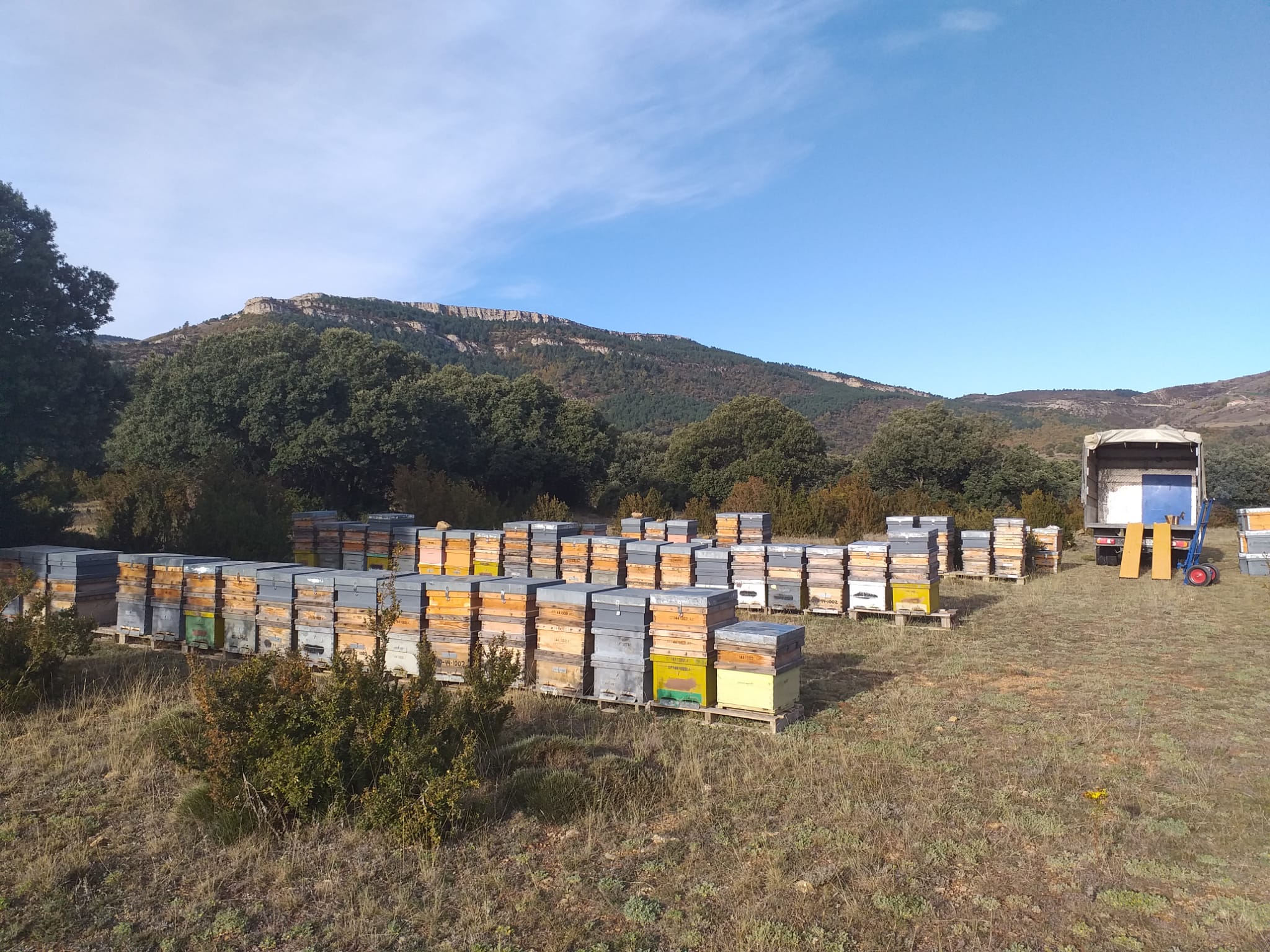 Mieles monoflorales LUAS