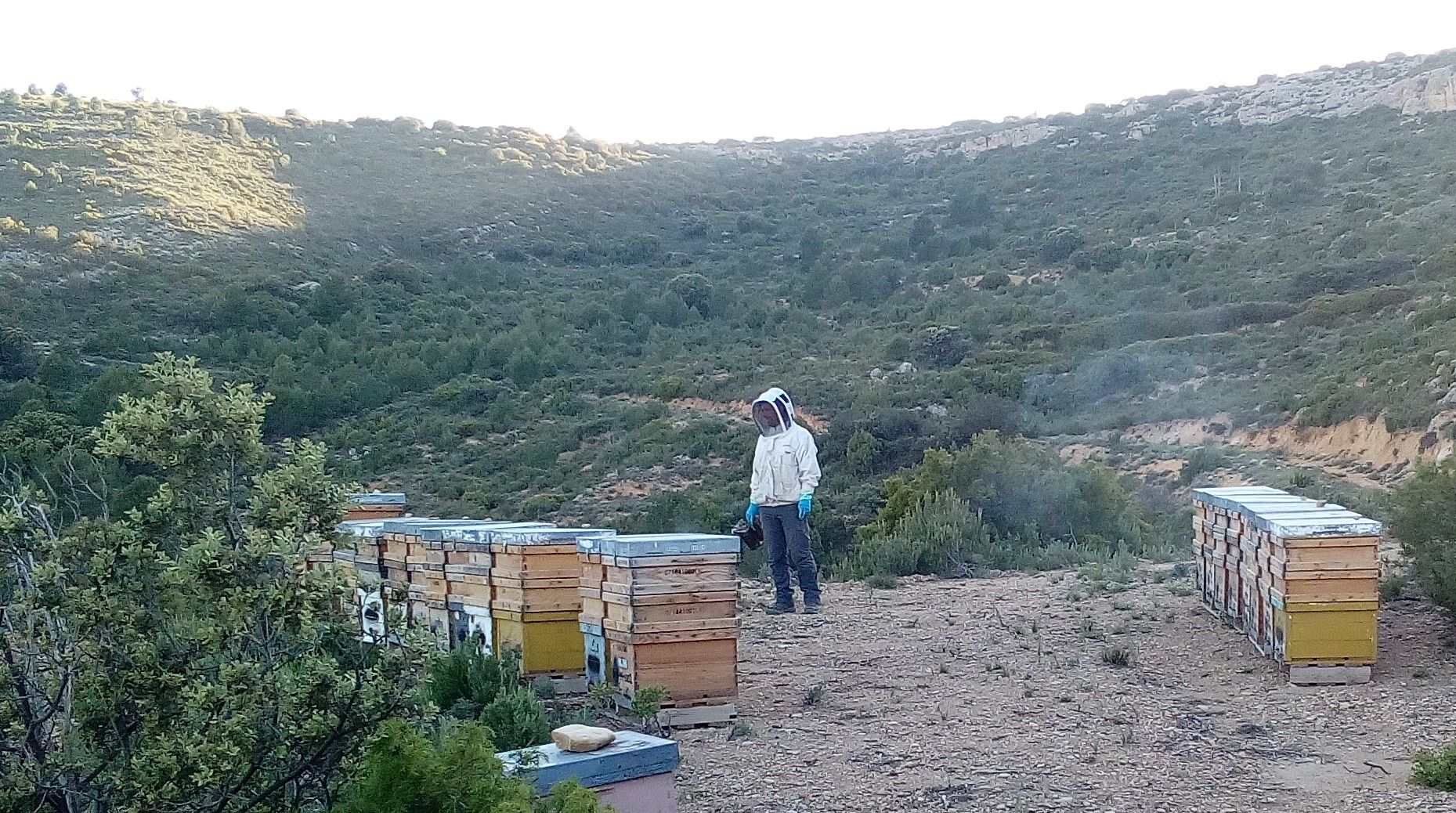 Colmenar-para-miel-de-Tomillo-1